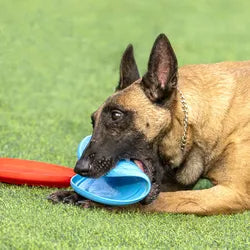 Ball Tug | Dog Toy | Toy Reward | Fetch Toy | Colorful Toy | Dog Agility Equipment | Performance Dog Reward | Dog Training | Training Toy